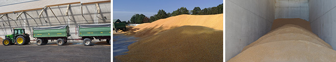 Cereals