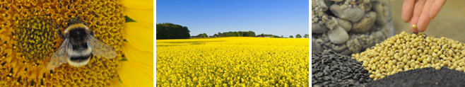 Oilseeds