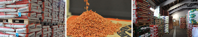 Seed